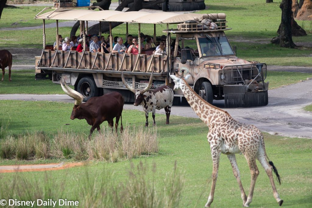 safari trek reviews