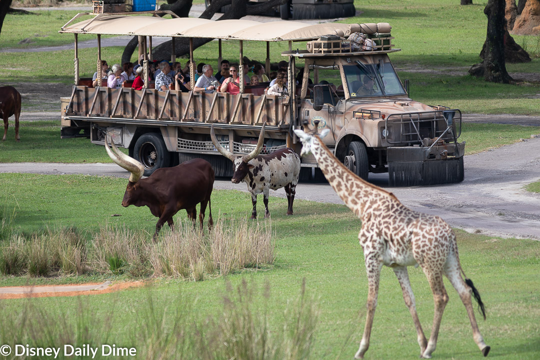 A view looking out over the Savannah from the boma.